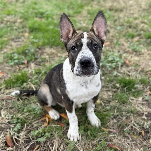 Skittles, a Shar Pei, available for adoption