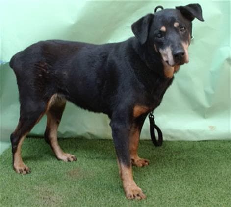 A5741325, a Doberman Pinscher, available for adoption