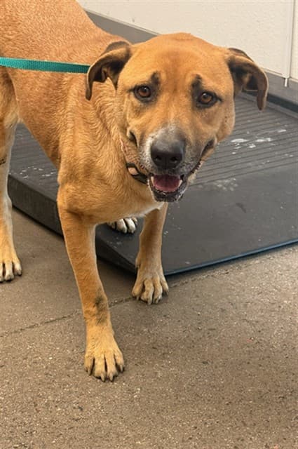 Patty, a German Shepherd (mix breed), available for adoption