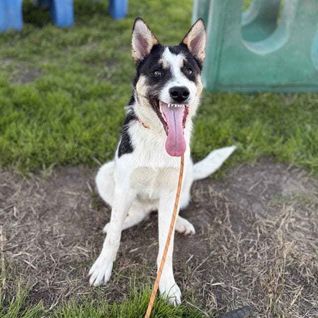 Dot, a Siberian Husky, available for adoption
