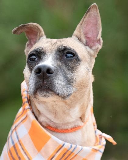 Jordan, a Terrier, available for adoption