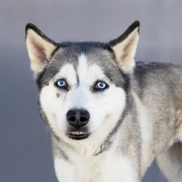 Amelia, a Siberian Husky, available for adoption