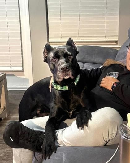 Zala, a Black Labrador Retriever, available for adoption