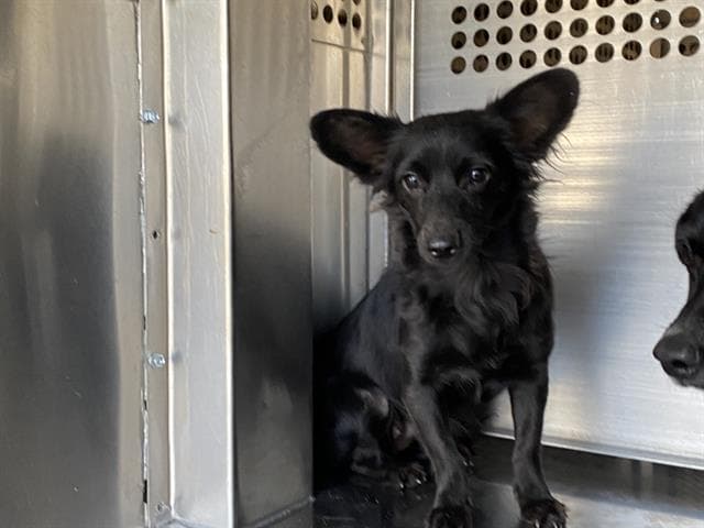June Bug', a Chihuahua (mix breed), available for adoption