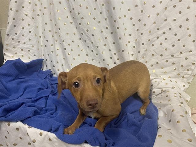 Fat Boy, a Chihuahua, available for adoption