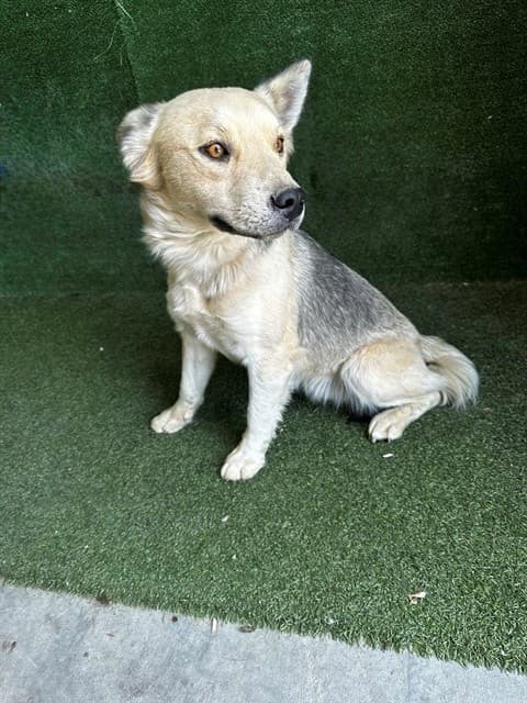 Nate Dogg, a German Shepherd, available for adoption