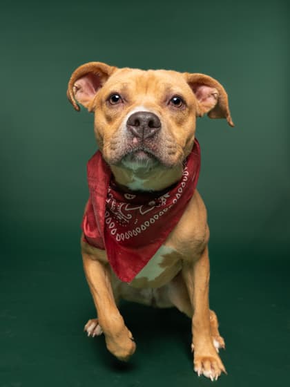 Mocha, a Terrier, available for adoption