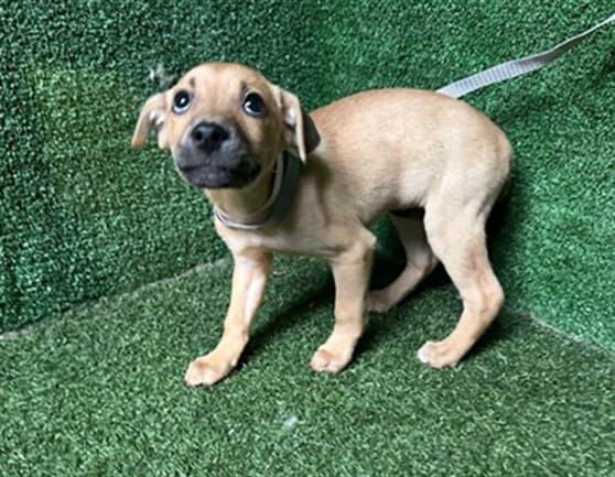 Jewel, a German Shepherd, available for adoption