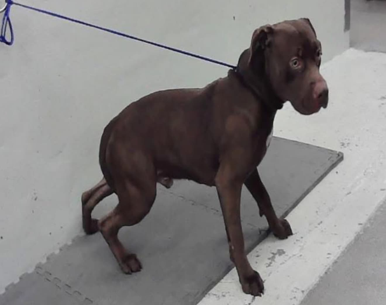 A2045604, a American Staffordshire Terrier, available for adoption