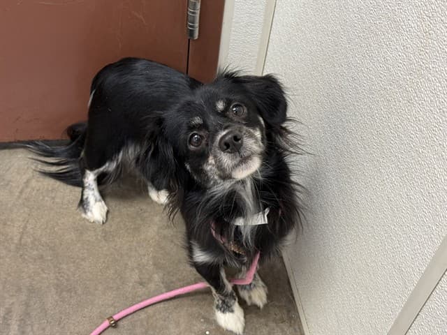 Marley, a Chihuahua (mix breed), available for adoption