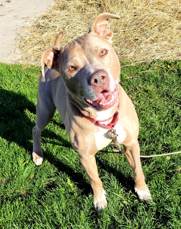 Sampson, a Pit Bull Terrier (mix breed), available for adoption