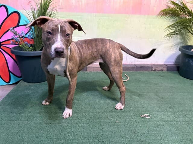 Galleta, a Pit Bull Terrier, available for adoption