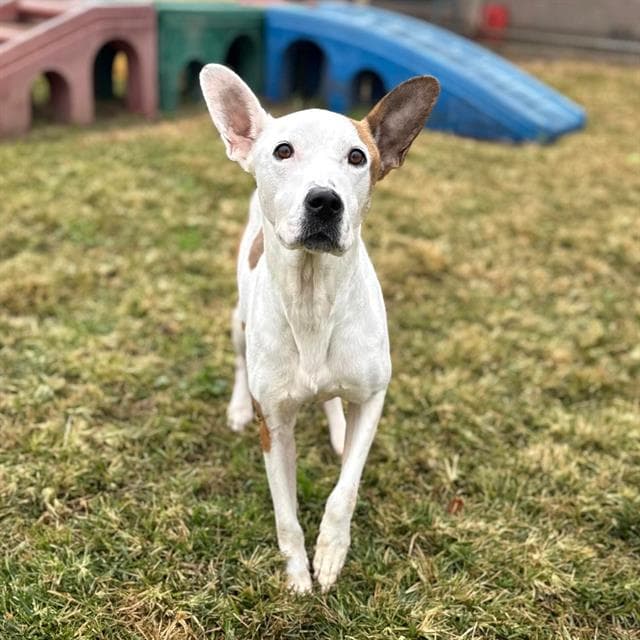 Mackentire, a American Staffordshire Terrier, available for adoption