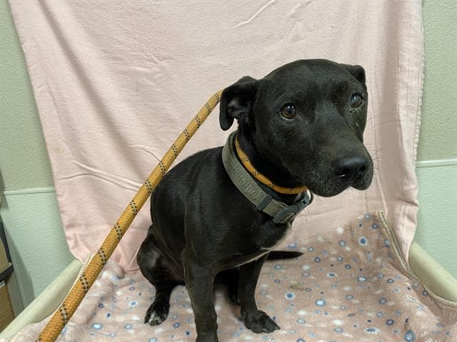Tyce, a Pit Bull Terrier, available for adoption