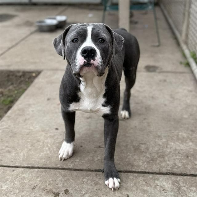Grayson, a Pit Bull Terrier, available for adoption