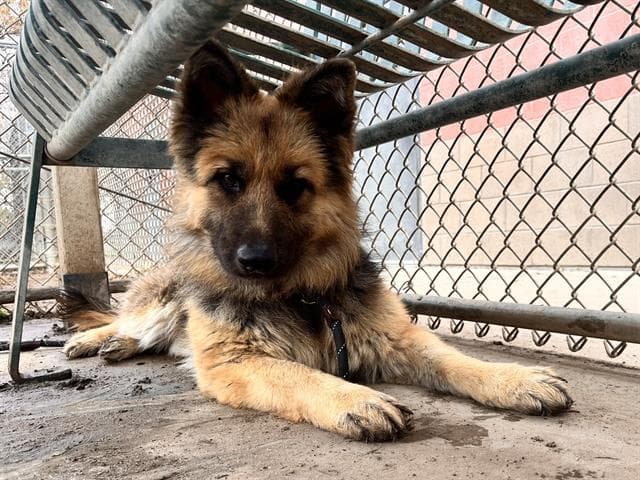 Rudolph, a German Shepherd, available for adoption