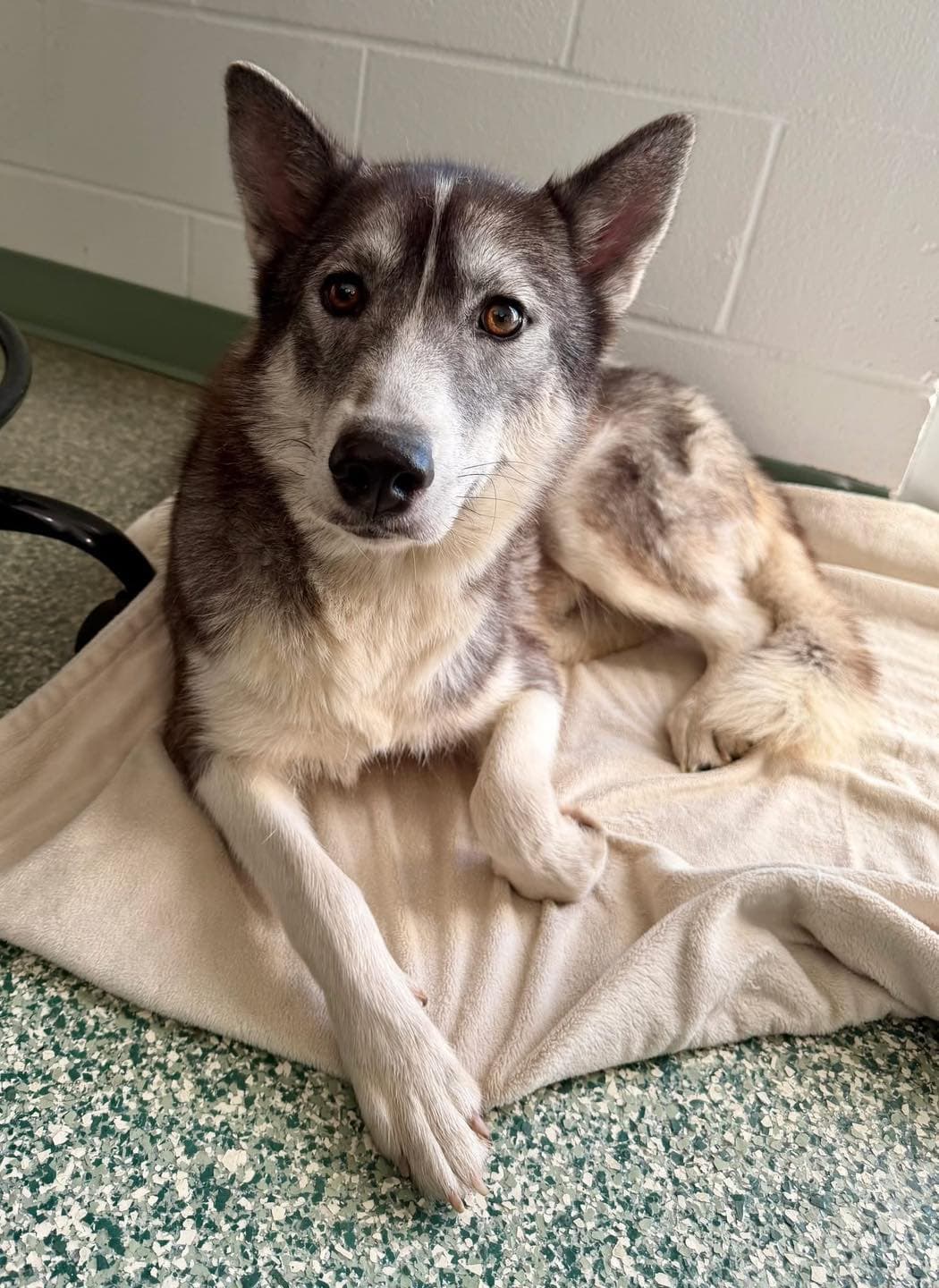 Sky, a Husky (mix breed), available for adoption