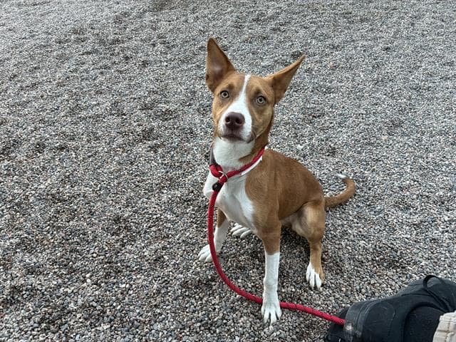 Belle, a Basenji (mix breed), available for adoption