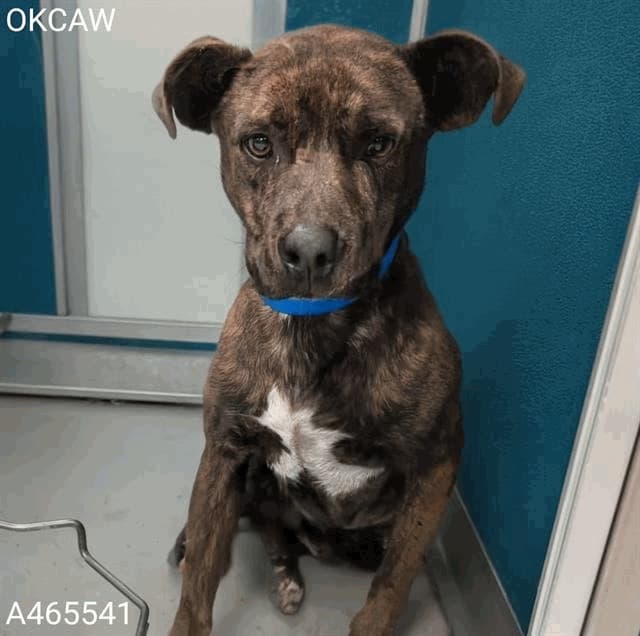 Joshie, a American Staffordshire Terrier, available for adoption