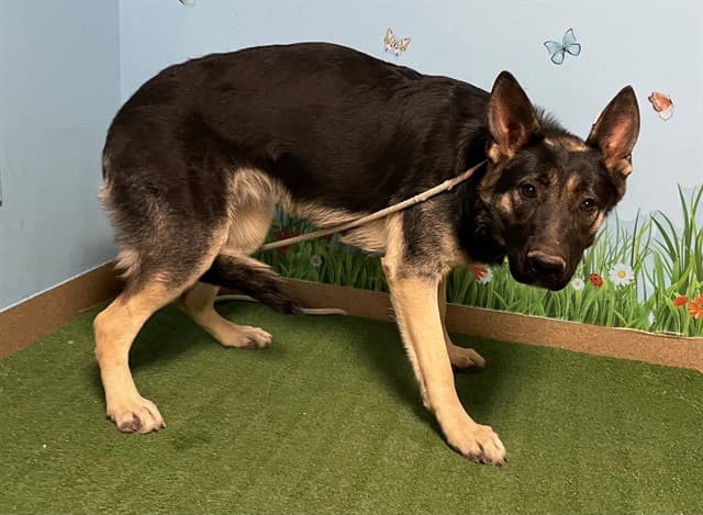 Dixie, a German Shepherd, available for adoption