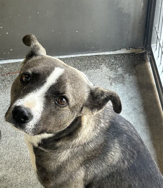 Lina, a Pit Bull Terrier, available for adoption