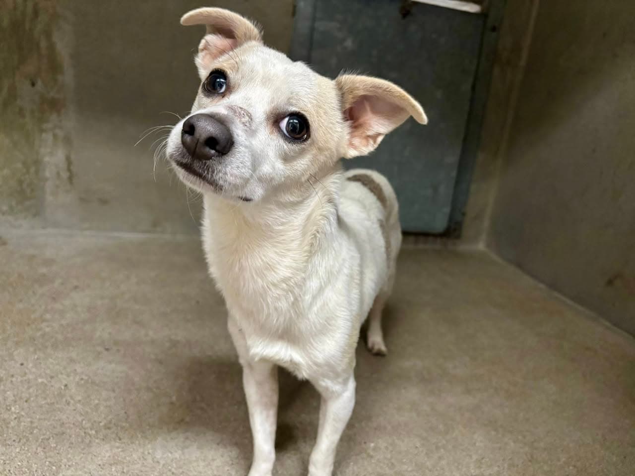 Casper, a Chihuahua, available for adoption