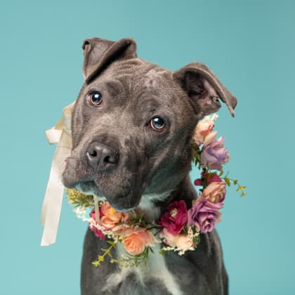 Ms Monkey, a Terrier, available for adoption