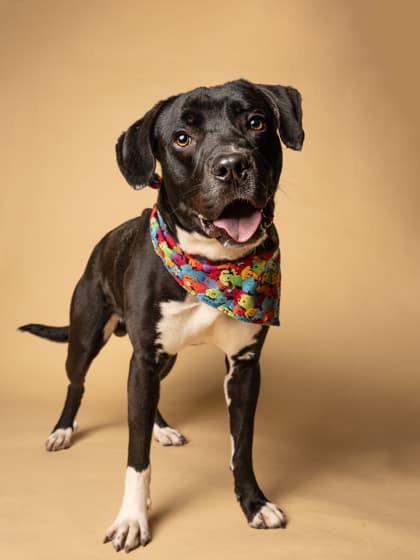 Destiny8, a Terrier, available for adoption