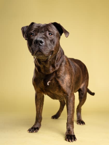 Spike4, a Terrier, available for adoption