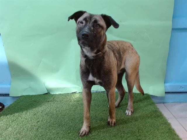Hanah, a Belgian Shepherd Malinois, available for adoption
