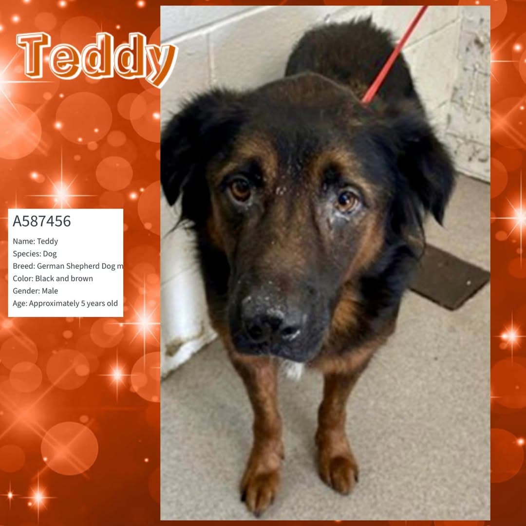 Teddy, a German Shepherd (mix breed), available for adoption