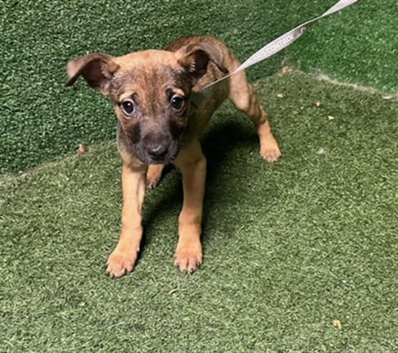 Dot, a German Shepherd, available for adoption