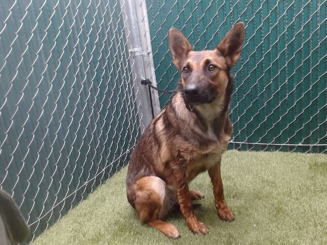 Kita, a Belgian Shepherd Malinois, available for adoption