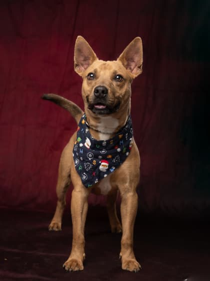 Luck, a Terrier, available for adoption
