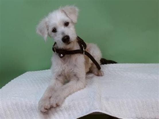 Honey, a Jack Russell Terrier, available for adoption
