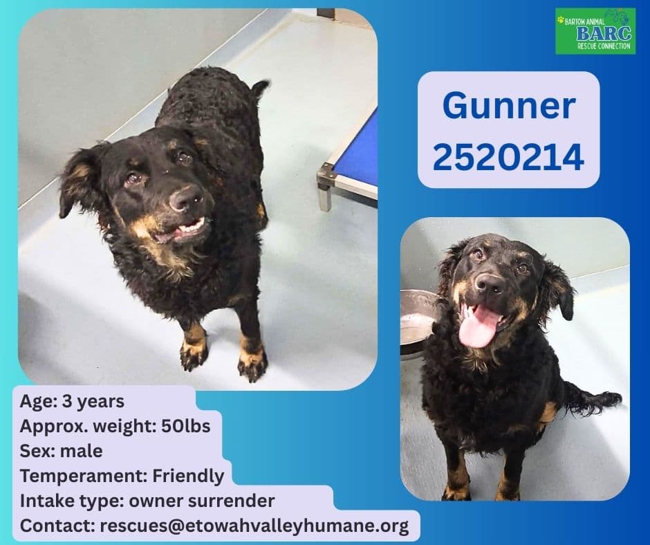 Gunner, a Border Collie, available for adoption