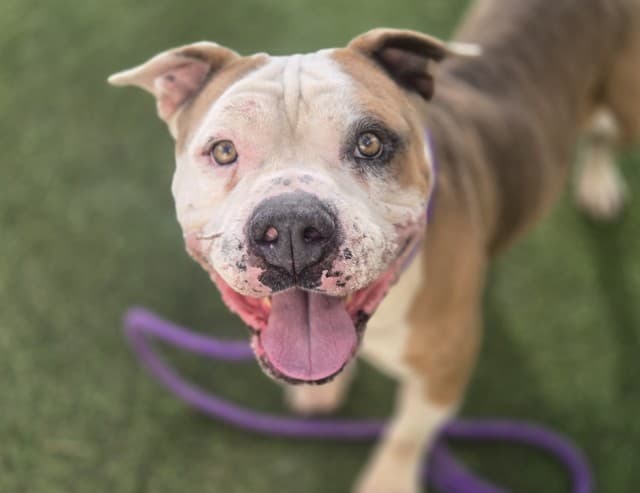 Poet, a English Bulldog, available for adoption