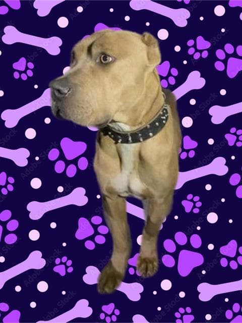 Goofy, a Pit Bull Terrier, available for adoption