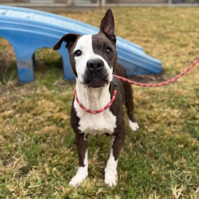 Liesel, a Pit Bull Terrier, available for adoption