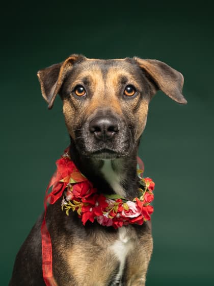 Bobble, a Terrier, available for adoption