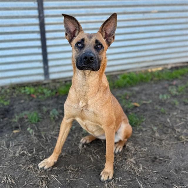 Nova, a Belgian Shepherd Malinois, available for adoption