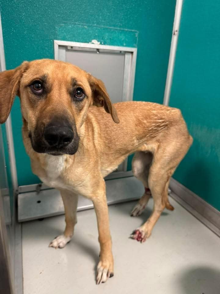 A465930, a Black Mouth Cur, available for adoption