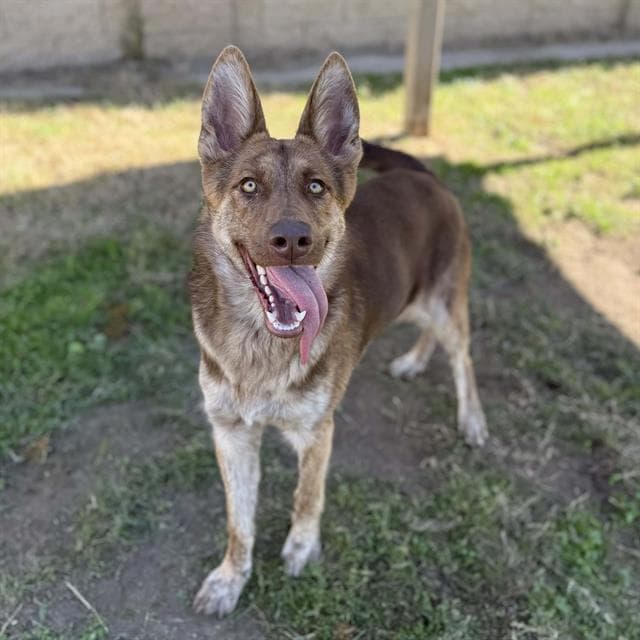 Ginger, a German Shepherd, available for adoption
