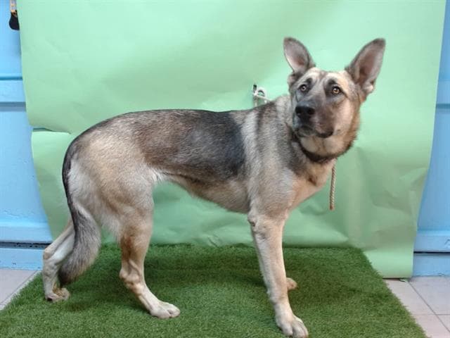 Bella, a German Shepherd, available for adoption