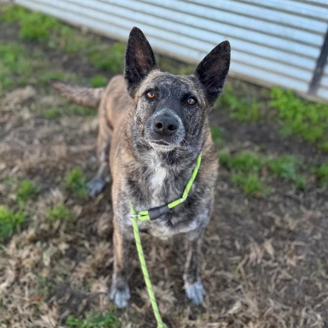 Misty, a Australian Cattle Dog/Blue Heeler, available for adoption