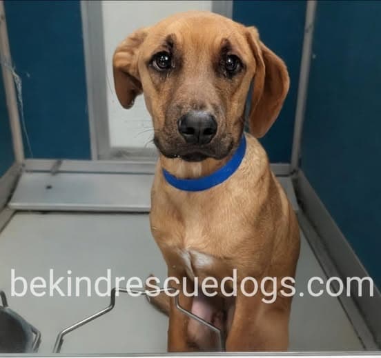 Scrappy, a Hound, available for adoption