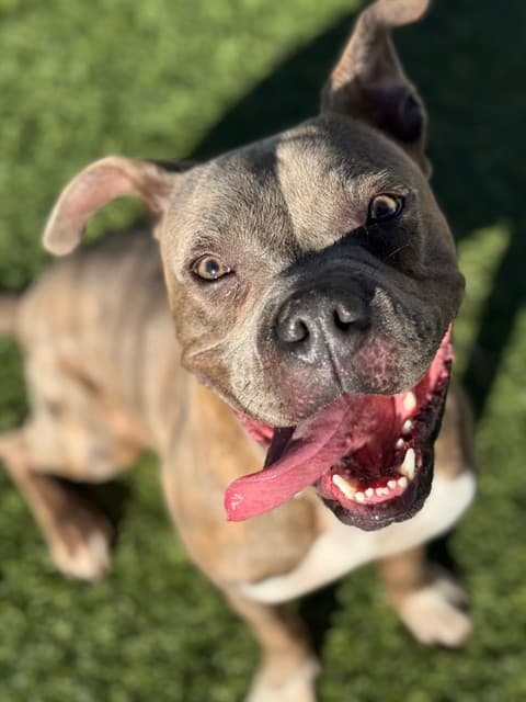 Geo, a Pit Bull Terrier, available for adoption