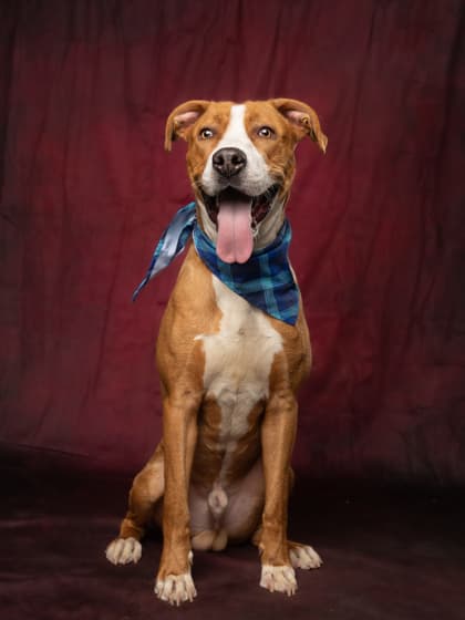 Flanders, a Terrier, available for adoption