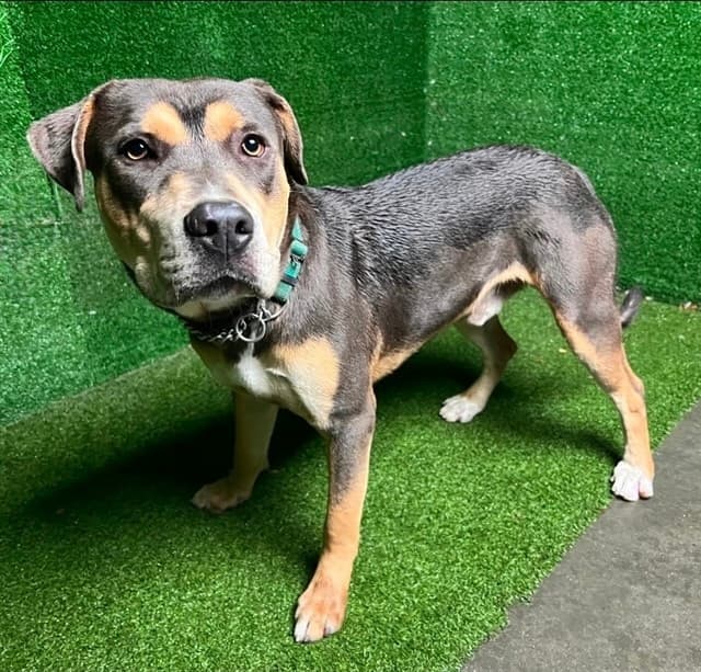 Grandpa, a Pit Bull Terrier, available for adoption