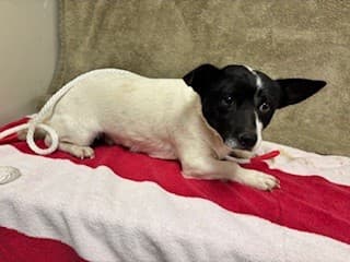 Bat Man, a Chihuahua, available for adoption